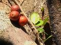 Dotted Climbing Fig